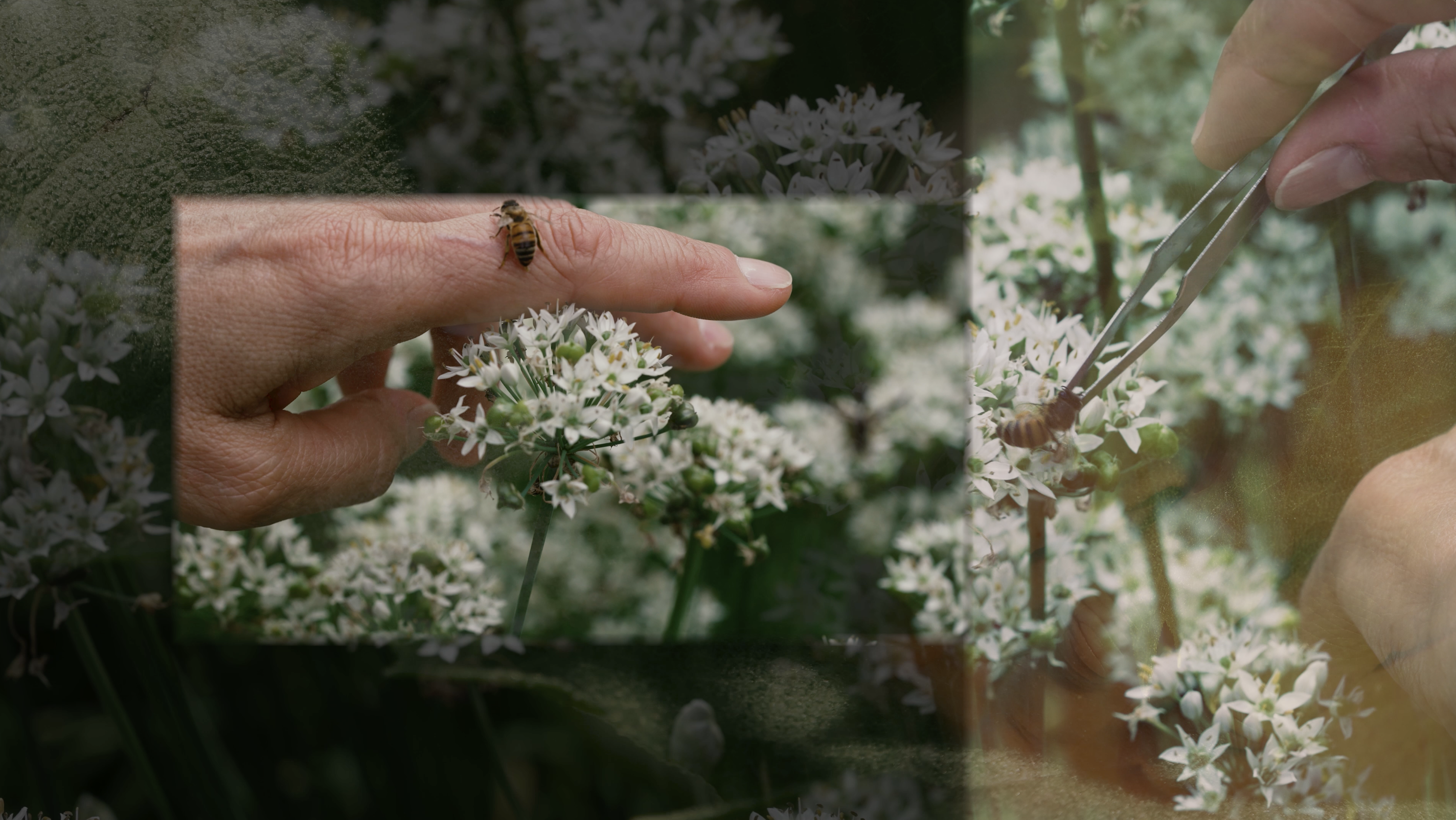 Video/Film & Video-performance